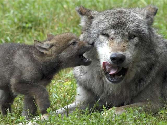 Animaux de la montagne dans le parc animalier où les jeunes ont pu aller durant leurs vacances d'été