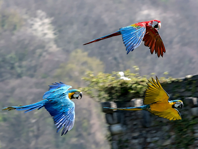 Perroquets observés en colo de vacances durant le séjour à la montagne de cet été