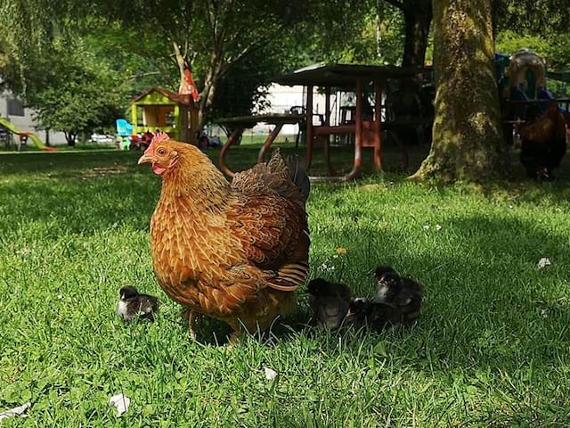 Vue sur une poule de la ferme pédagogique en colonie de vacances à la montagne cet été