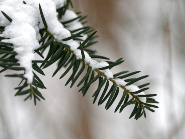 Paysage enneigé en colonie de vacances Premières Neiges cet hiver