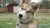 Gif de plusieurs chiens de traineaux