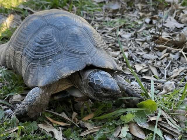 Tortue observée en colo de vacances à Athènes cet hiver