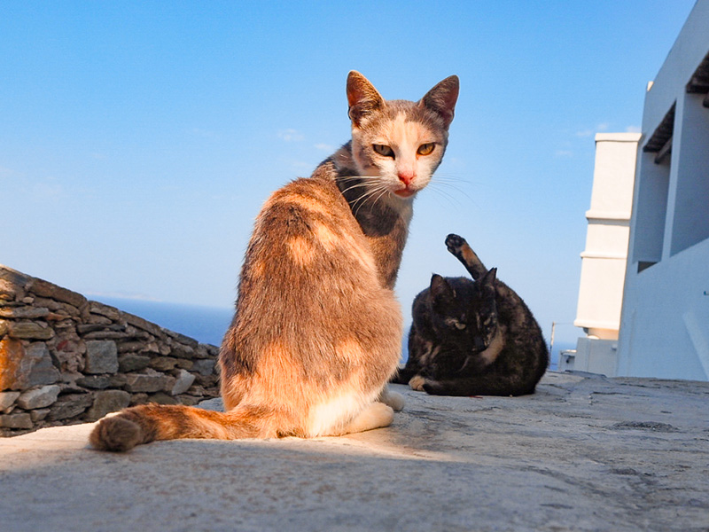 Chats dans les rues grecques en colo de vacances cet hiver