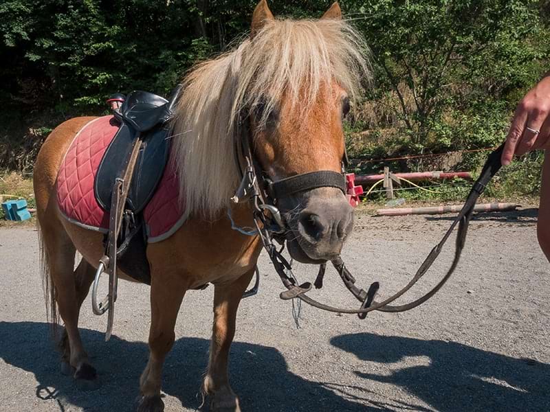 Enfant qui promène son poney lors de la colonie de vacances Passion Poneys durant l'été