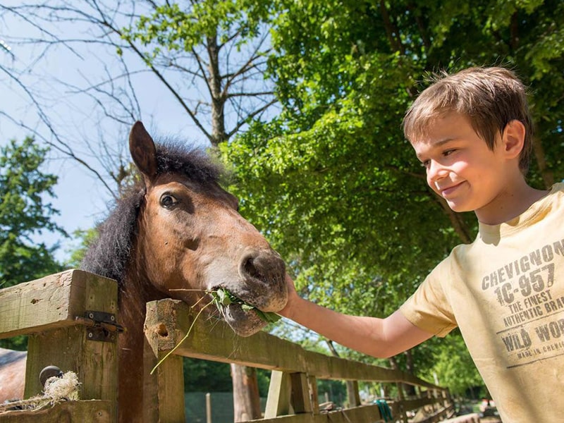 Jeune garçon qui caresse son poney lors d'une colonie de vacances estivale d'équitation