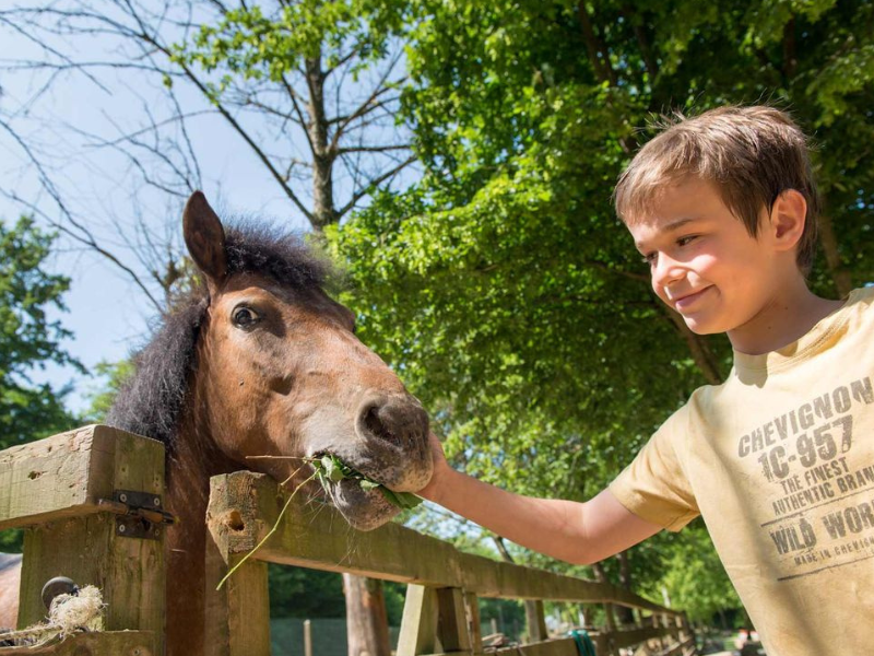 Jeune garçon qui caresse son poney en colonie de vacances Printemps