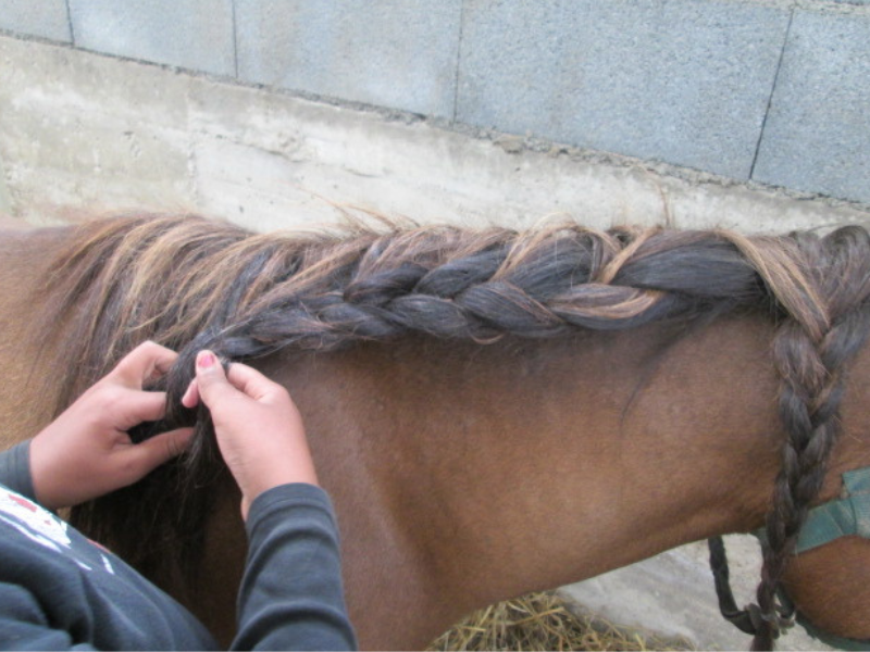 Enfant qui tresse les crins de son poney en colo de vacances Equitation ce printemps