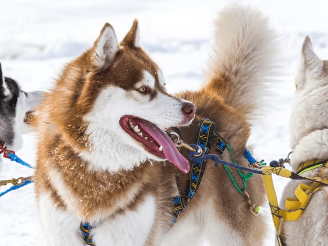 Activité chiens de traîneaux en colo de vacances à St Romeu cet hiver