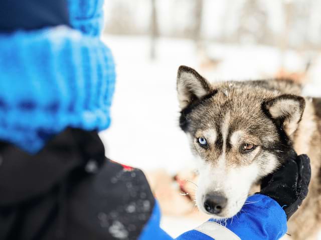 Chiens de traineaux en colo de vacances Chiens de traineaux et ski cet hiver