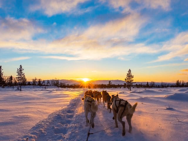 Activité Chiens de traineaux en colo de vacances Chiens de traineaux et Biathlon
