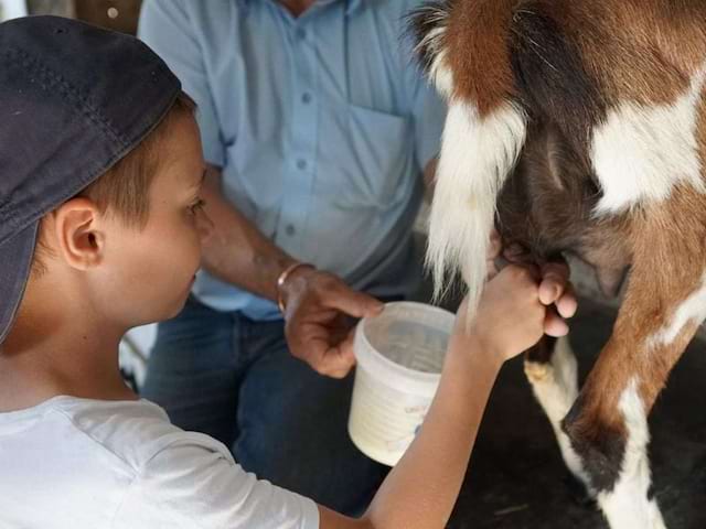 Visite de la ferme d'Arcania en colo de vacances ce printemps