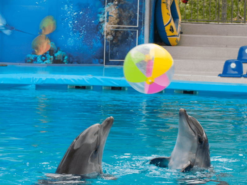 Dauphins qui s'amusent à Marineland où les jeunes ont été en colo de vacances Cote d'Azur ce printemps