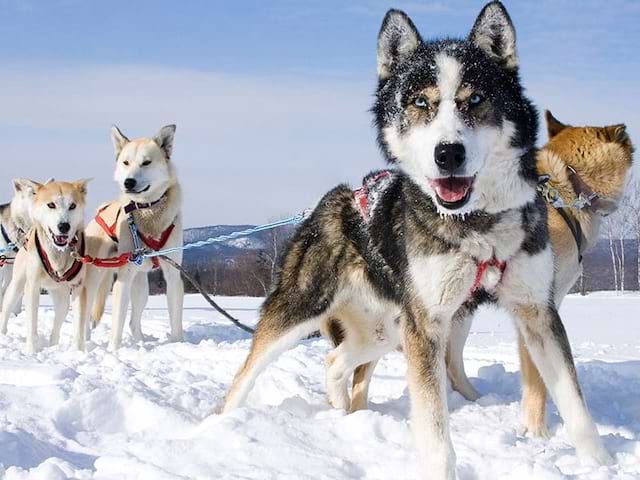 Vue sur les chiens de traîneaux lors d'une colo de vacances Yapaski durant l'hiver