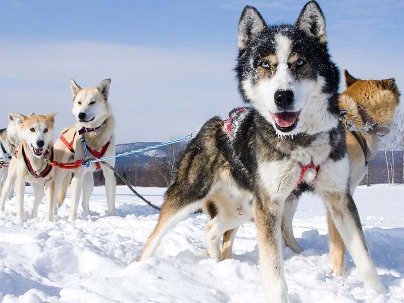 Chiens de traîneaux lors d'une colo de vacances JO à Chatel