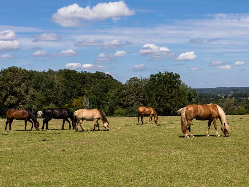 Champs d'herbe avec des chevaux durant une colo de vacances Equitation de l'hiver