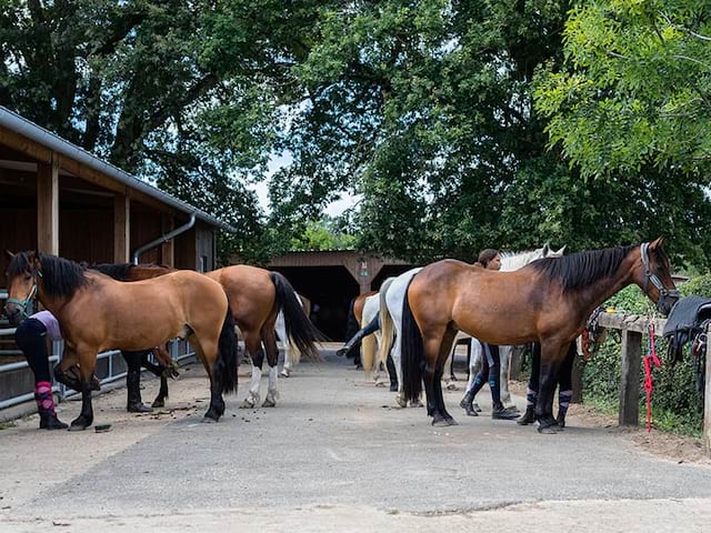 Vue sur les box des chevaux et les cavaliers qui s'occupent de leur monture en colo de vacances Equitation