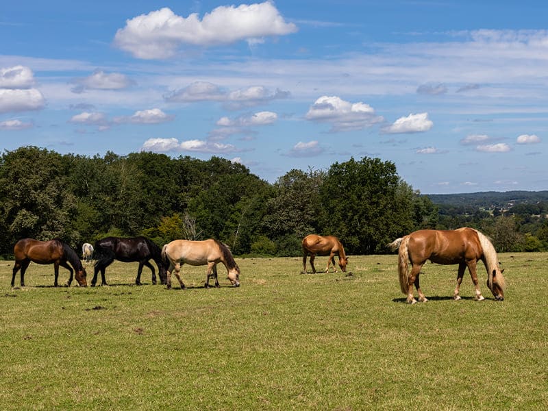Champs d'herbe avec des chevaux durant une colo de vacances Equitation cet été