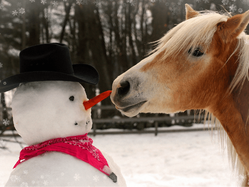 Cheval avec bonhomme de neige en colo de vacances à Noel