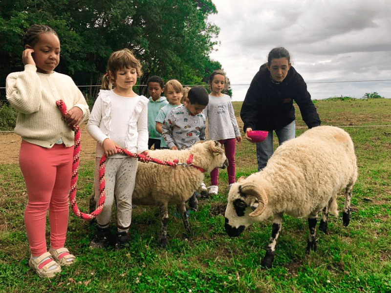 Jeunes en colo de vacances qui caressent des moutons