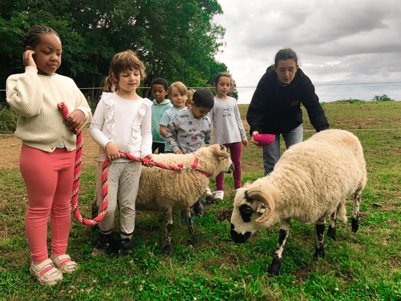 Jeunes en colo de vacances au printemps qui caressent des moutons