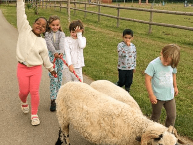 jeunes en balade avec des moutons colo équitation été