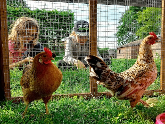 Enfants qui s'amusent avec les poules sur le centre du Domaine de l'Esperance en colonie de vacances Poney cet automne 