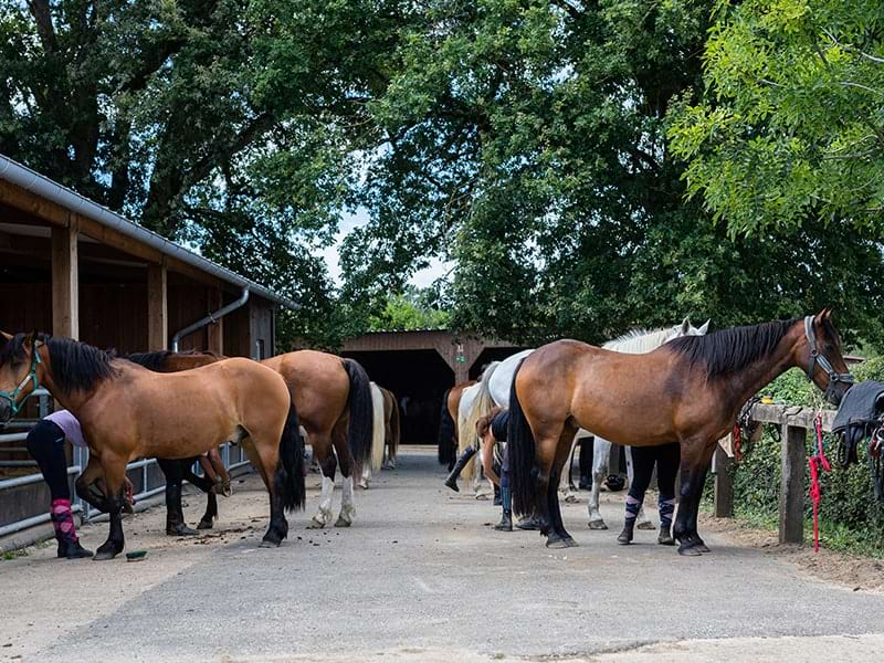 Box des chevaux au centre équestre domaine de l'Espérance, centre de colonies de vacances 