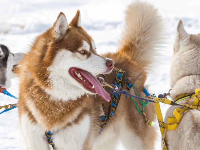 Sessions balades en chiens de traineaux cet hiver