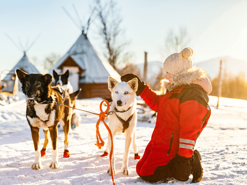 Activité chiens de traineaux en colo de vacances cet hiver