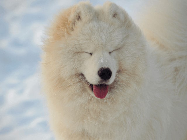 Chien de traineau au Canada cet hiver