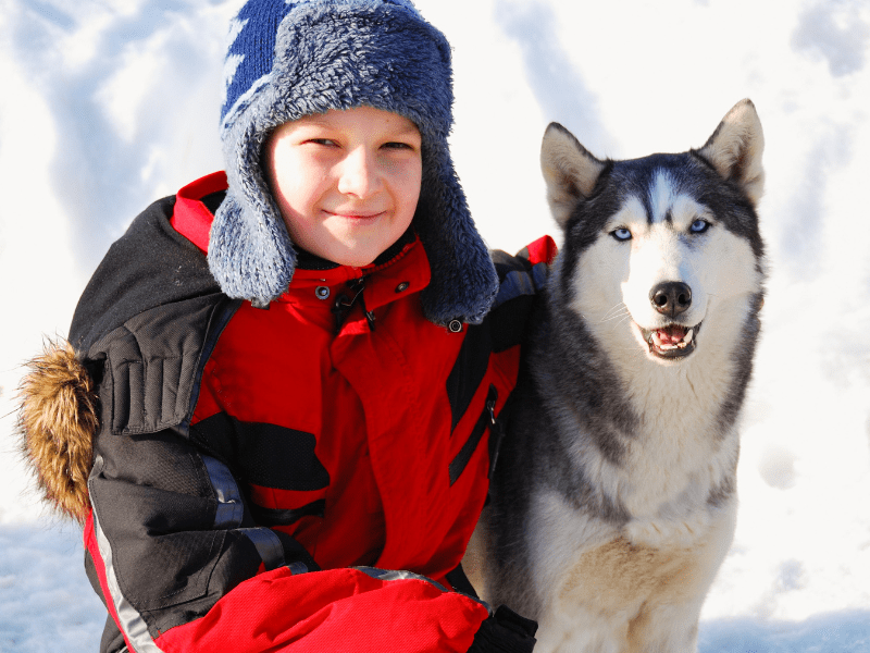 Session balade en chiens de traineaux cet hiver au Canada