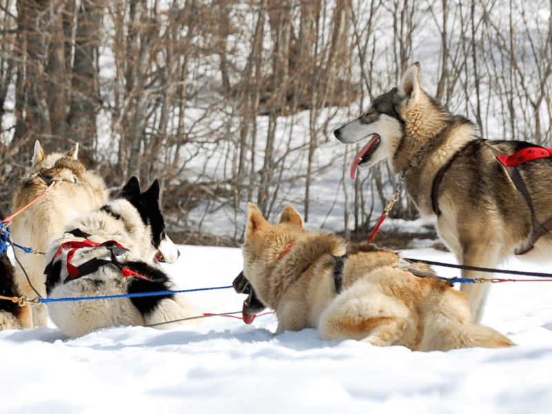 Session balade en chien de traineau au Canada cet hiver