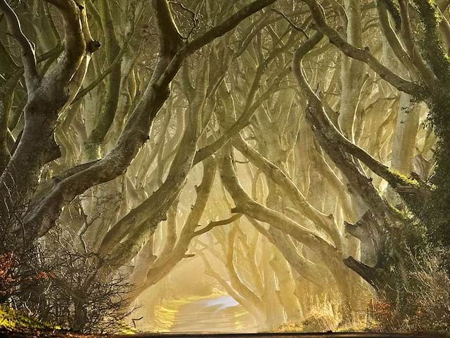 Vue sur The Dark Hedges, endroit mythique où a été tourné Game of Thrones de