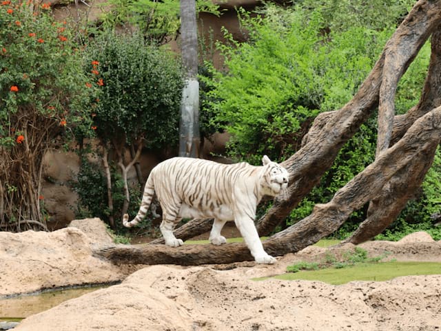 Zoo Loro Parque à Puerto de la Cruz aux Iles Canaries où les ados sont partis en visite cet hiver