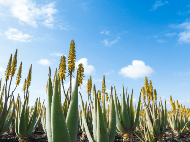 Plantation aloe vera aux Iles Canaries